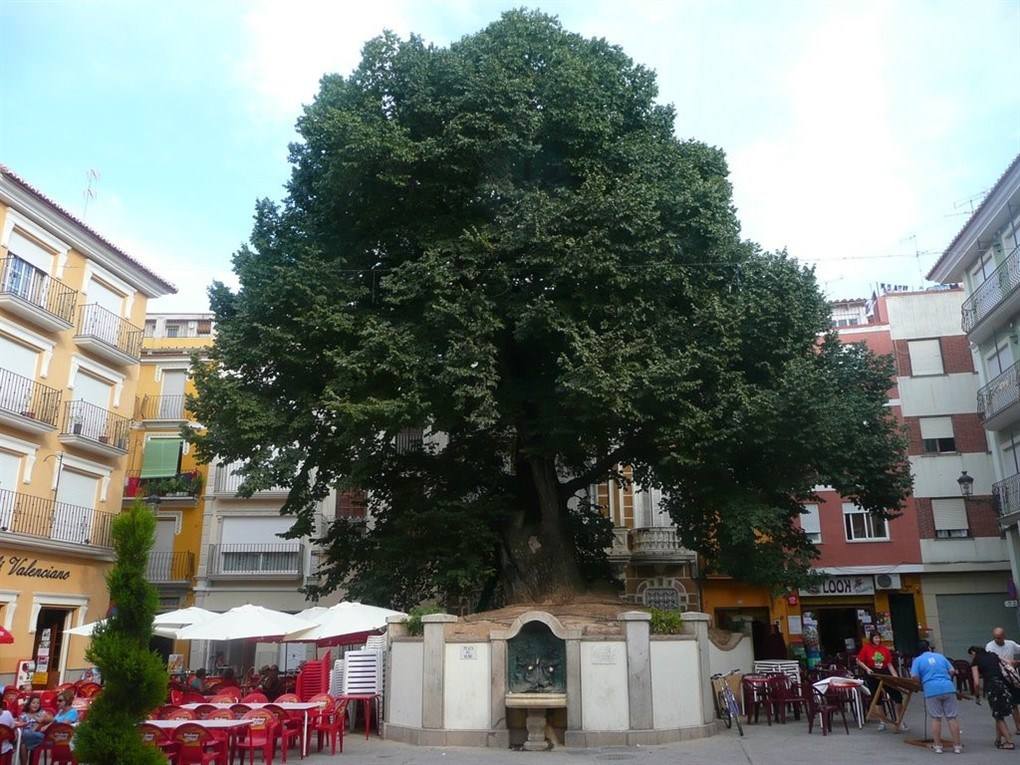 Olmo de Navajas (Castellón), ha sido distinguido como el mejor árbol de España. Con 19 metros y 382 años este olmo centenario es uno de los mayores orgullos históricos de Navajas. Se halla un pueblo donde originariamente era la agricultura el principal sustento y donde siempre se ha profesado un gran respeto por los árboles. En la placa que rememora su origen se puede leer "Fue plantado por Roque Pastor en el año 1636” , dato que justifica sus actuales 382 años en la Plaza del Olmo. Bosques Sin Fronteras convoca el Premio Árbol Nacional y Europeo del Año, dirigidos a significar y valorar árboles que por diversas características son merecedores de un reconocimiento social. Este premio es de participación gratuita y va dirigido a los propietarios de los árboles, particulares e instituciones públicas o privadas. Ahora, el olmo de Navajas representará a nuestro país en el certamen europeo 'Árbol del Año 2019'.