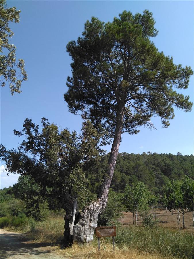 Pino del roble, de Peñascosa (Albacete). 6 y 2,9 metros y 300 años el roble y unos 150 el pino. 