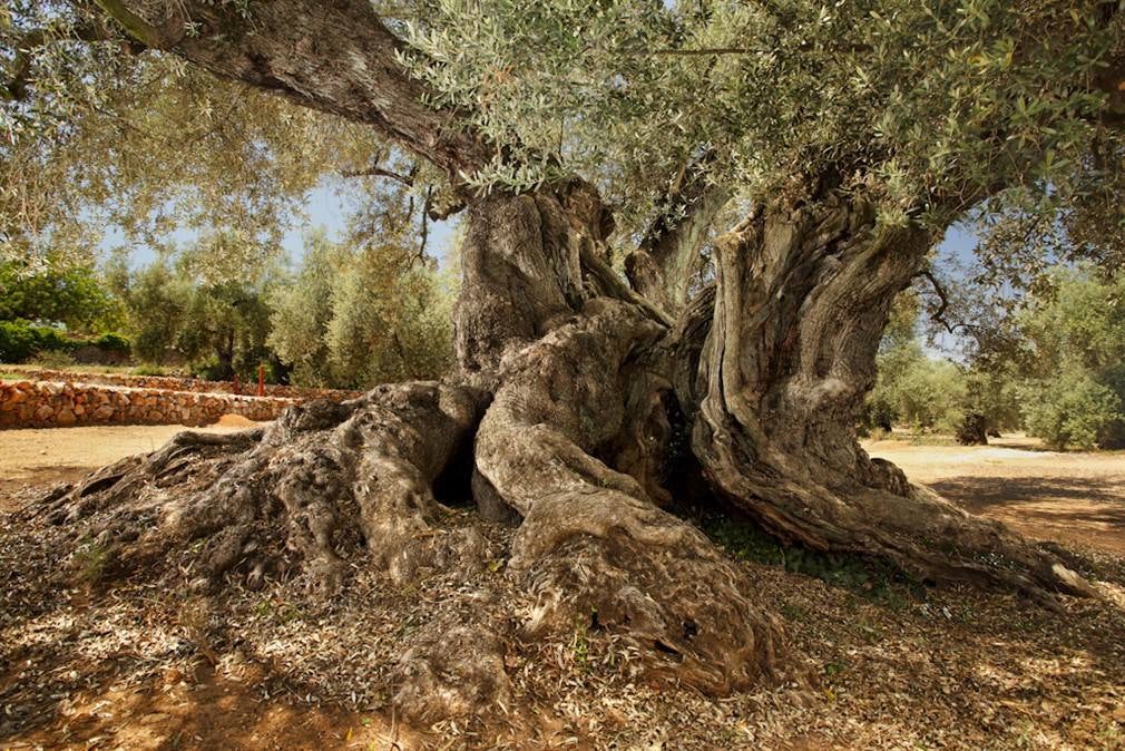 Olivo milenario 'La Farga del Arión', de Ulldecona (Tarragona). 6,5 metros y 1.704 años. 