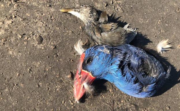Partes de los restos de las aves protegidas encontradas muertas en la Marjal Pego-Oliva 