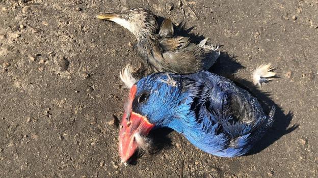 Cabezas de dos de los animales encontrados en la marjal. 