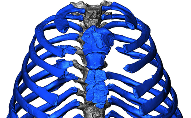 Reconstrucción del tórax neandertal con Kebara 2. 