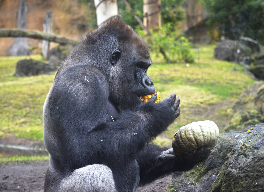 Los chimpancés, gorilas, driles, lemures, suricatas, leones y elefantes de Bioparc Valencia han celebrado un Halloween muy animal con manjares como calabazas con ojos rellenas de muesli, miel, frutas o incluso gusanos y carnes rojas y sangrientas.