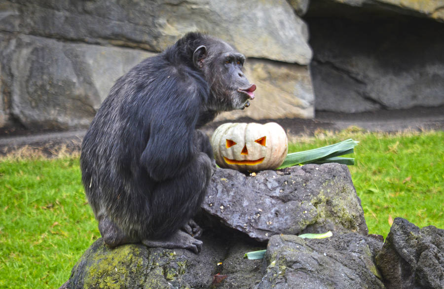 Los chimpancés, gorilas, driles, lemures, suricatas, leones y elefantes de Bioparc Valencia han celebrado un Halloween muy animal con manjares como calabazas con ojos rellenas de muesli, miel, frutas o incluso gusanos y carnes rojas y sangrientas.