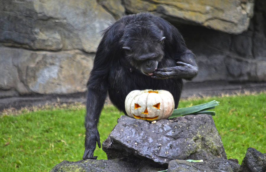 Los chimpancés, gorilas, driles, lemures, suricatas, leones y elefantes de Bioparc Valencia han celebrado un Halloween muy animal con manjares como calabazas con ojos rellenas de muesli, miel, frutas o incluso gusanos y carnes rojas y sangrientas.