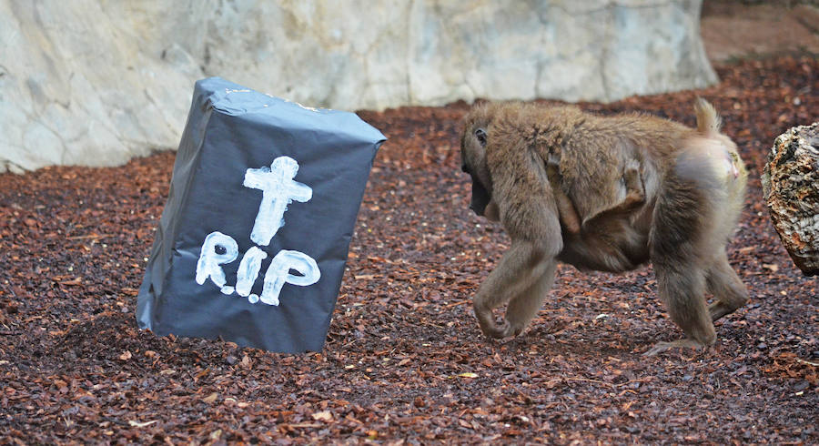 Los chimpancés, gorilas, driles, lemures, suricatas, leones y elefantes de Bioparc Valencia han celebrado un Halloween muy animal con manjares como calabazas con ojos rellenas de muesli, miel, frutas o incluso gusanos y carnes rojas y sangrientas.