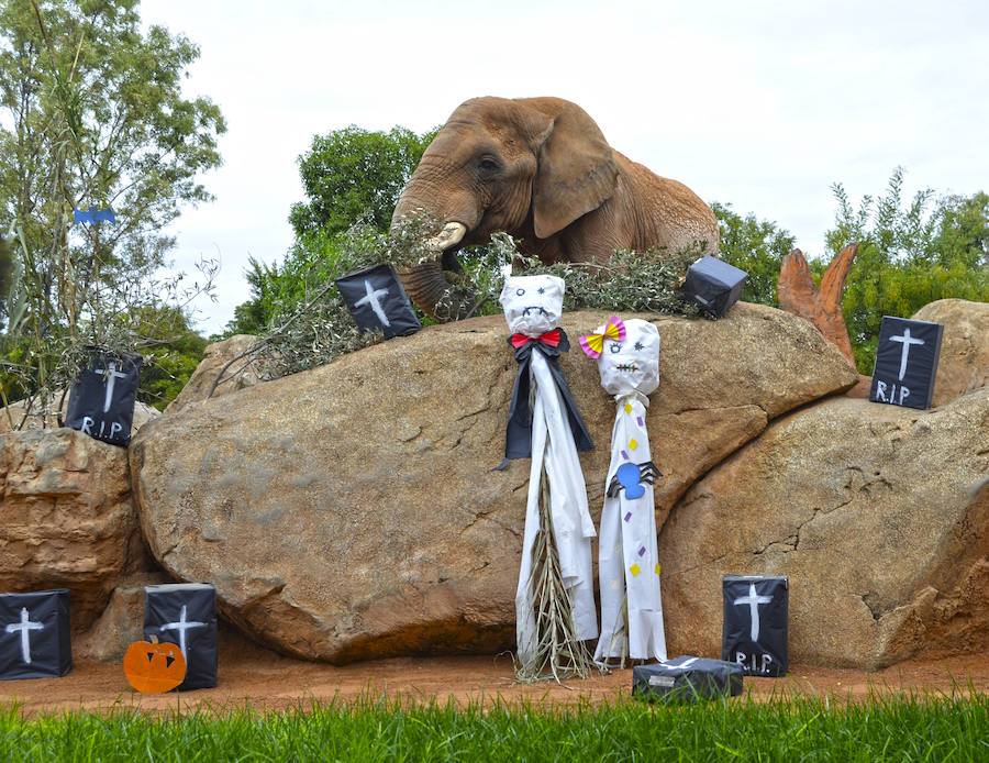 Los chimpancés, gorilas, driles, lemures, suricatas, leones y elefantes de Bioparc Valencia han celebrado un Halloween muy animal con manjares como calabazas con ojos rellenas de muesli, miel, frutas o incluso gusanos y carnes rojas y sangrientas.