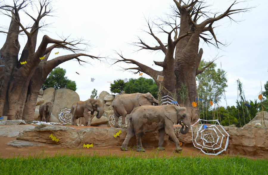 Los chimpancés, gorilas, driles, lemures, suricatas, leones y elefantes de Bioparc Valencia han celebrado un Halloween muy animal con manjares como calabazas con ojos rellenas de muesli, miel, frutas o incluso gusanos y carnes rojas y sangrientas.