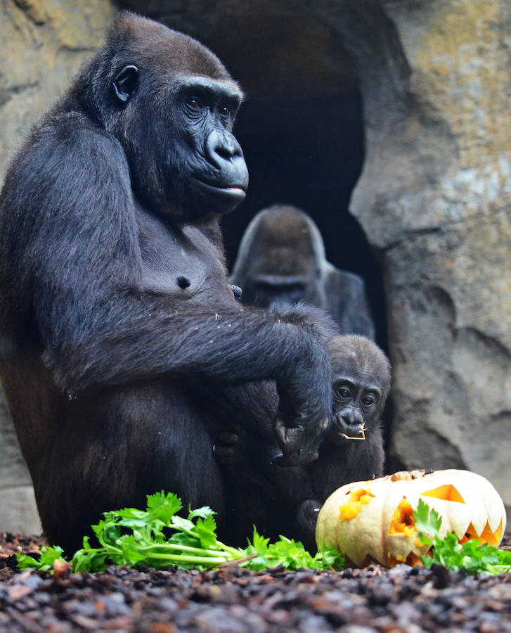 Los chimpancés, gorilas, driles, lemures, suricatas, leones y elefantes de Bioparc Valencia han celebrado un Halloween muy animal con manjares como calabazas con ojos rellenas de muesli, miel, frutas o incluso gusanos y carnes rojas y sangrientas.