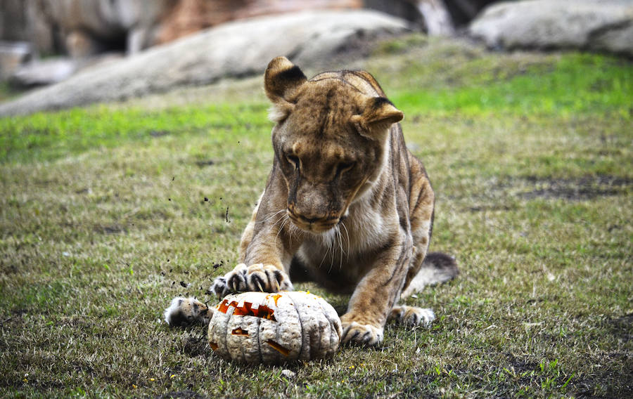 Los chimpancés, gorilas, driles, lemures, suricatas, leones y elefantes de Bioparc Valencia han celebrado un Halloween muy animal con manjares como calabazas con ojos rellenas de muesli, miel, frutas o incluso gusanos y carnes rojas y sangrientas.