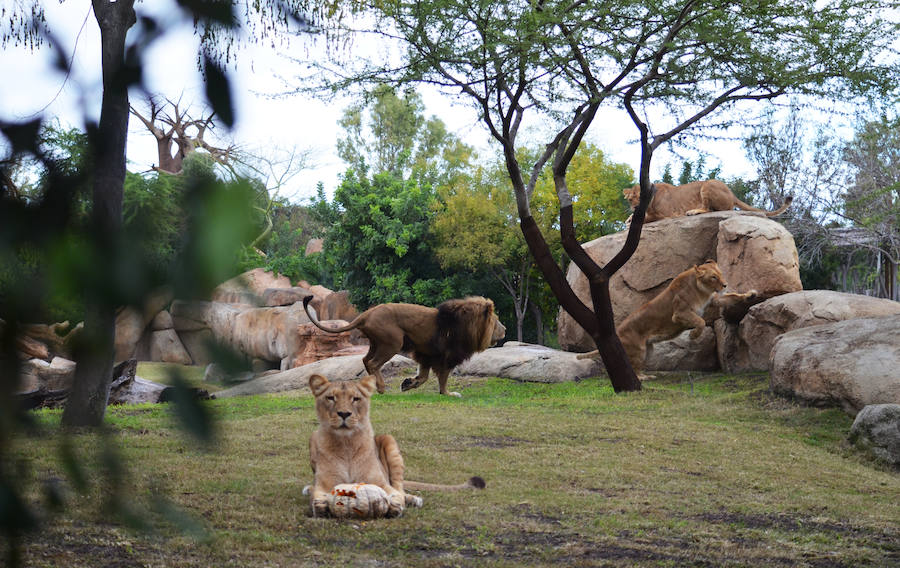 Los chimpancés, gorilas, driles, lemures, suricatas, leones y elefantes de Bioparc Valencia han celebrado un Halloween muy animal con manjares como calabazas con ojos rellenas de muesli, miel, frutas o incluso gusanos y carnes rojas y sangrientas.