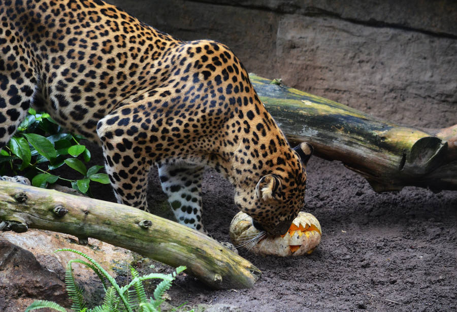 Los chimpancés, gorilas, driles, lemures, suricatas, leones y elefantes de Bioparc Valencia han celebrado un Halloween muy animal con manjares como calabazas con ojos rellenas de muesli, miel, frutas o incluso gusanos y carnes rojas y sangrientas.