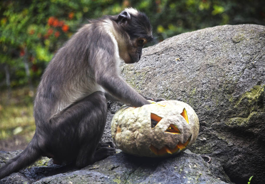 Los chimpancés, gorilas, driles, lemures, suricatas, leones y elefantes de Bioparc Valencia han celebrado un Halloween muy animal con manjares como calabazas con ojos rellenas de muesli, miel, frutas o incluso gusanos y carnes rojas y sangrientas.