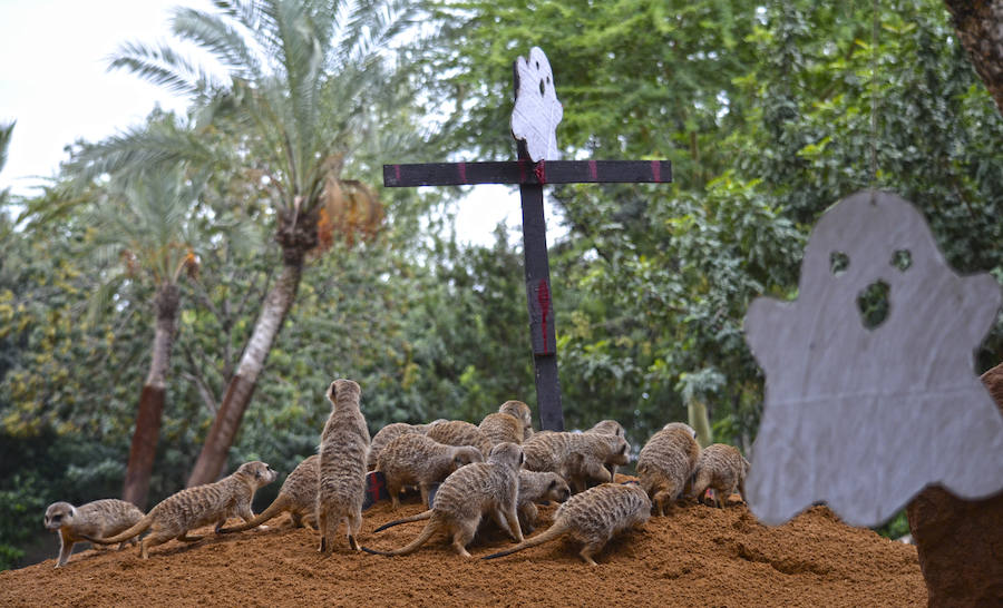 Los chimpancés, gorilas, driles, lemures, suricatas, leones y elefantes de Bioparc Valencia han celebrado un Halloween muy animal con manjares como calabazas con ojos rellenas de muesli, miel, frutas o incluso gusanos y carnes rojas y sangrientas.