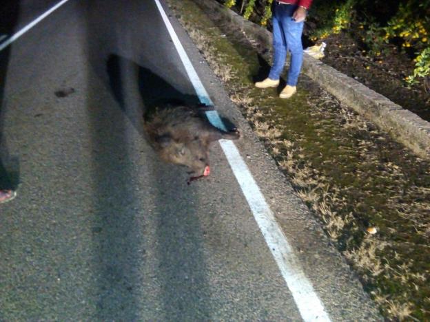 Un jabalí yace en la carretera tras un accidente en Pego. 