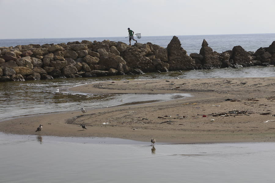 La Dehesa del Saler: Se puede observar la impresionante naturaleza desde el Estanque del Pujol, el marjal del Saler, o la misma albufera.