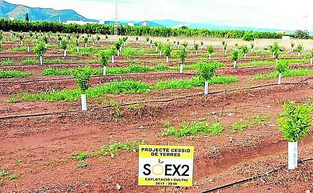 Campo de naranjos dentro del proyecto de cesión de tierras.