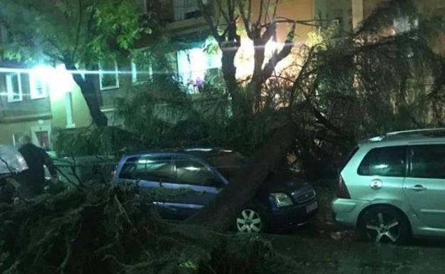 Un árbol caído en una calle. 