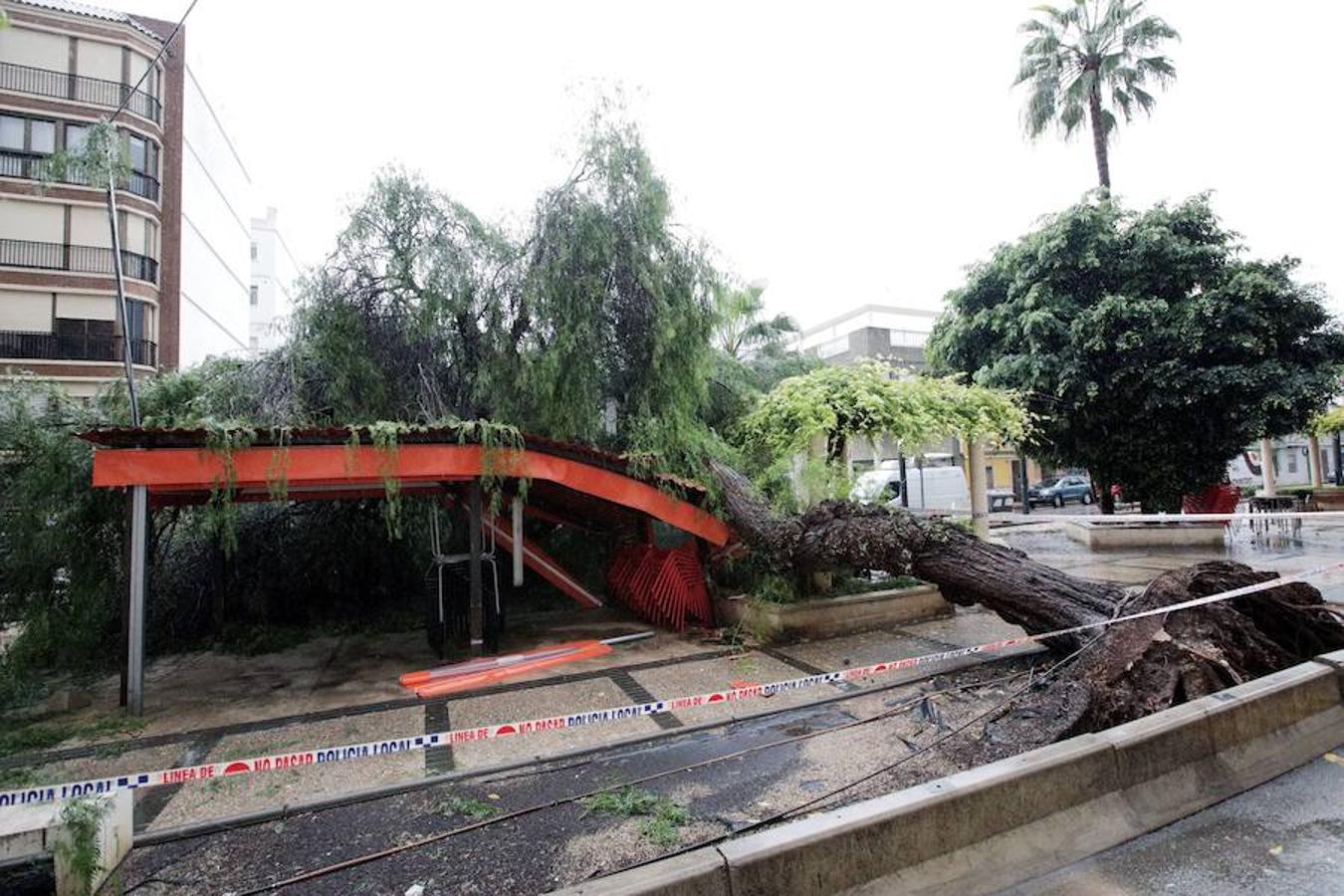 Un árbol de grandes dimensiones se desploma sobre una terraza en Gandia.