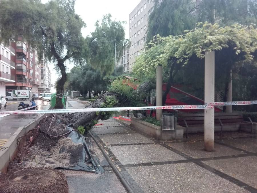 Árbol caído en el paseo Colón de Tavernes de la Valldigna.