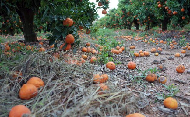 Campo de clementinas Marisol que se están pudriendo en los árboles al no haberse podido recolectar por falta de demanda. 