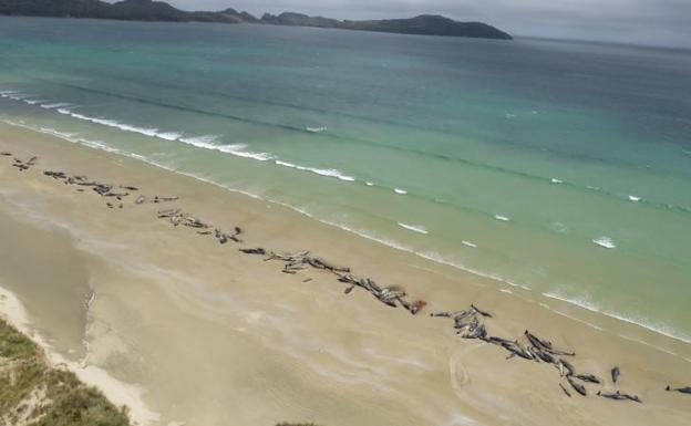 Hallan 145 ballenas muertas en una playa de Nueva Zelanda