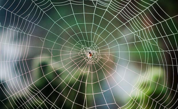 Descubren una avispa que convierte a las arañas en drones zombies a sus órdenes