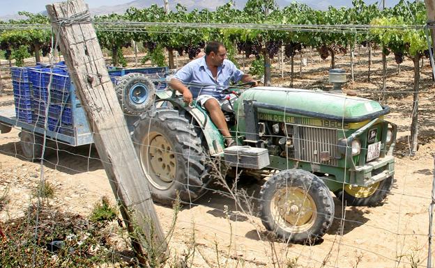 Un tractor, en un campo del Vinalopó.