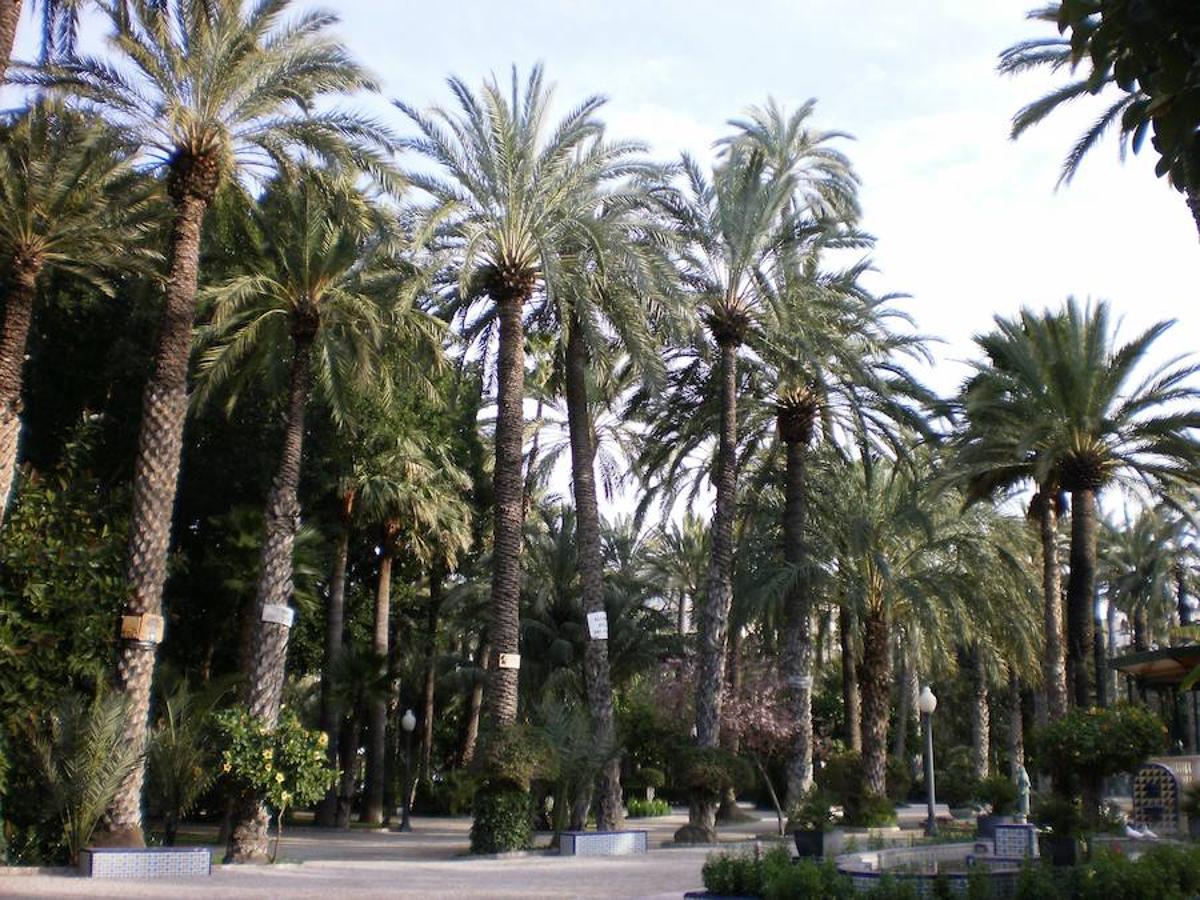 El Palmeral d'Elx | Cerca de 200.000 ejemplares forman el palmeral más grande de Europa. Elche . En el año 2000 recibieron la distinción de la UNESCO reconociendo el valor que representa el enclave ilicitano. Lugar obligado de visita en Elche, el Palmeral congrega ejemplares únicos y de una belleza incalculable.