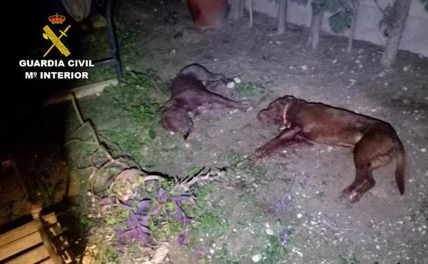 La Guardia Civil abate a un agresivo pit bull que había matado al perro del vecino y atacó a los agentes en Crevillente