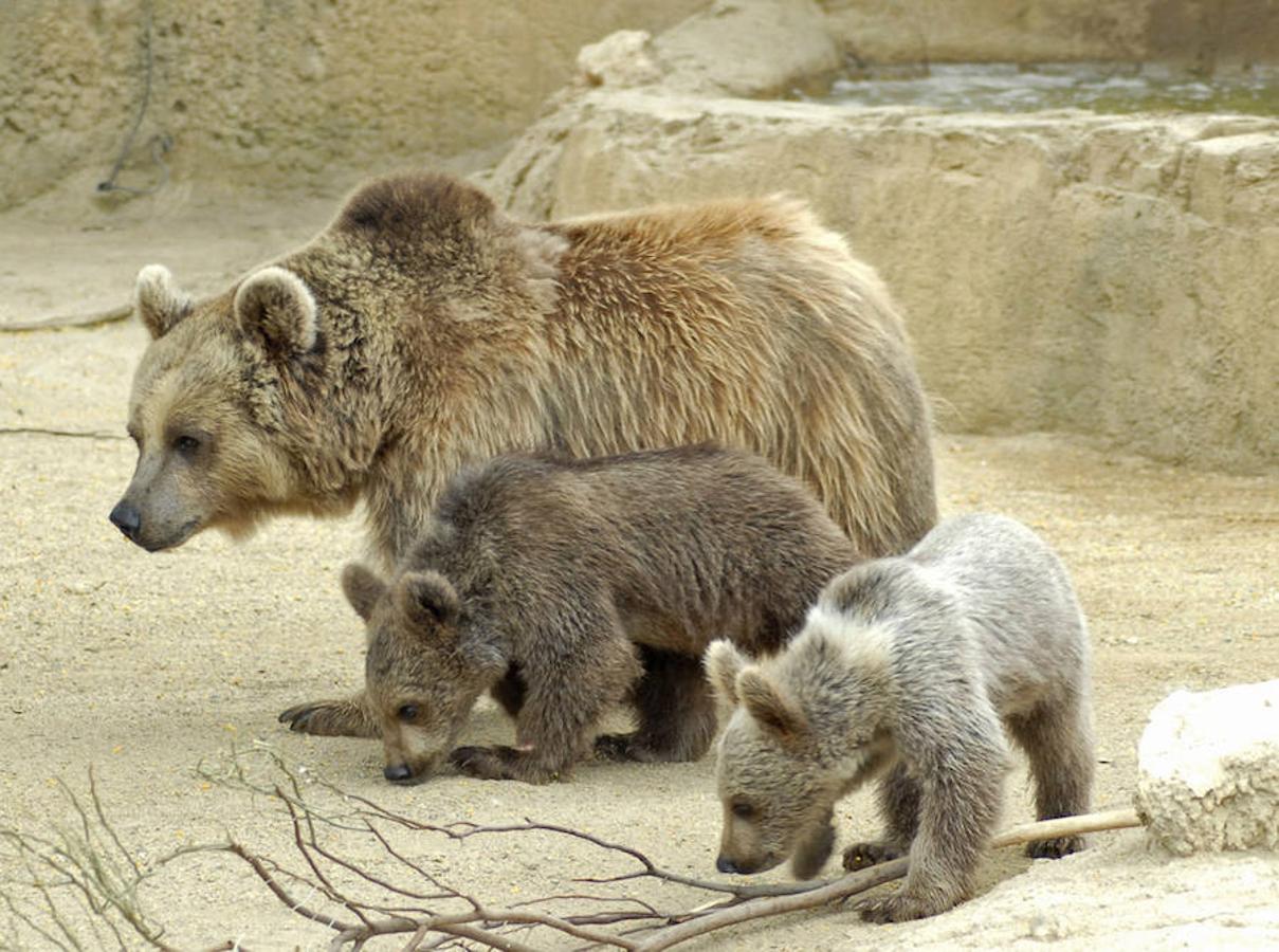 Oasys (Almería): Esta reserva zoológica se encuentra ubicada en pleno corazón del Desierto de Tabernas y cuenta con más de 800 animales de 200 especies diferentes, entre las que destacan especies representativas de zonas de la sabana.