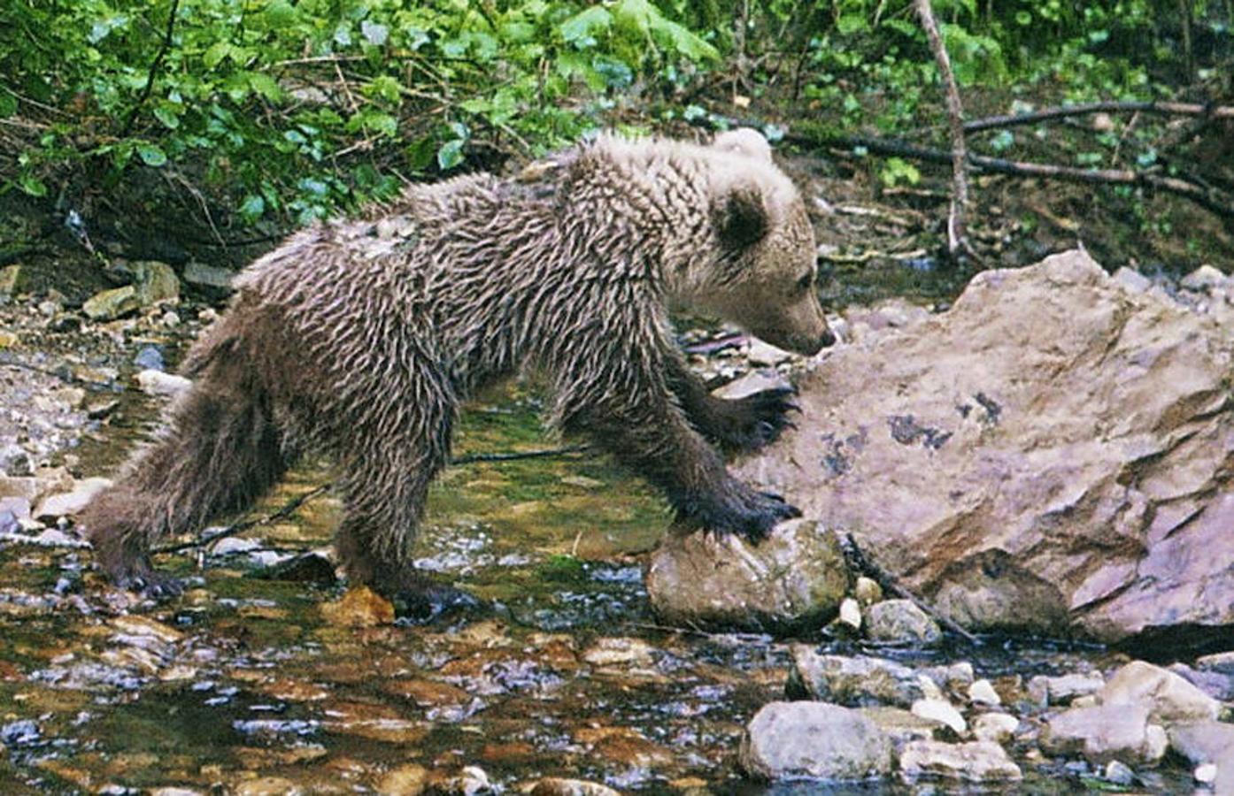 Somiedo (Asturias): Las cumbres, montañas, lagos y bosques de este parque natural son refugio de una gran variedad de especies, entre las que destaca, como emblema del paisaje, el oso pardo. Más de 29.000 hectáreas de naturaleza pura.