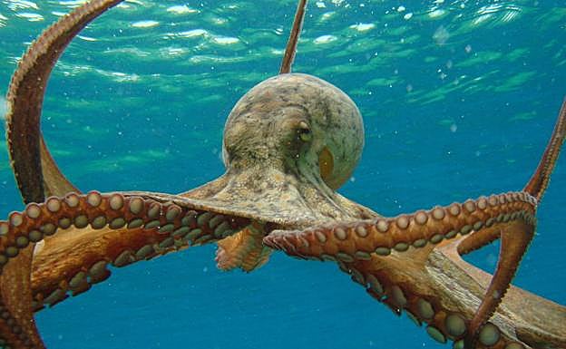 Incautan en la Comunitat 333 kilos de pez espada y 161 de pulpo de roca no apto para consumo