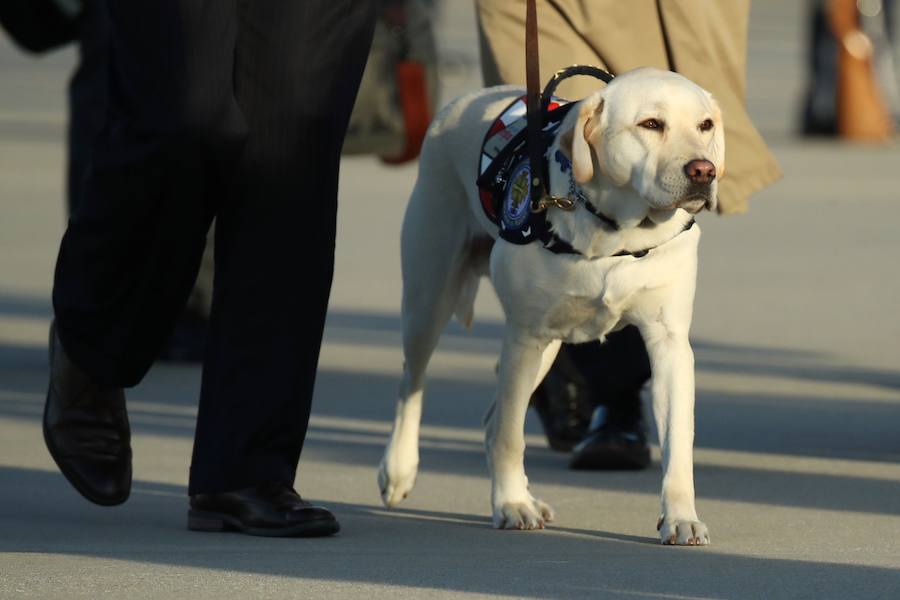 El labrador se hizo famoso esta semana por una imagen en la que aparecía recostado al lado del féretro de su amo, al que ayudó durante su enfermedad. El noble animal también asistió al entierro, donde robó las miradas de todos los asistentes.