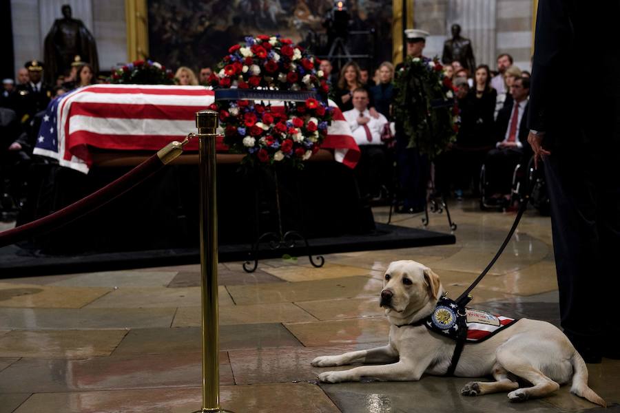 El labrador se hizo famoso esta semana por una imagen en la que aparecía recostado al lado del féretro de su amo, al que ayudó durante su enfermedad. El noble animal también asistió al entierro, donde robó las miradas de todos los asistentes.