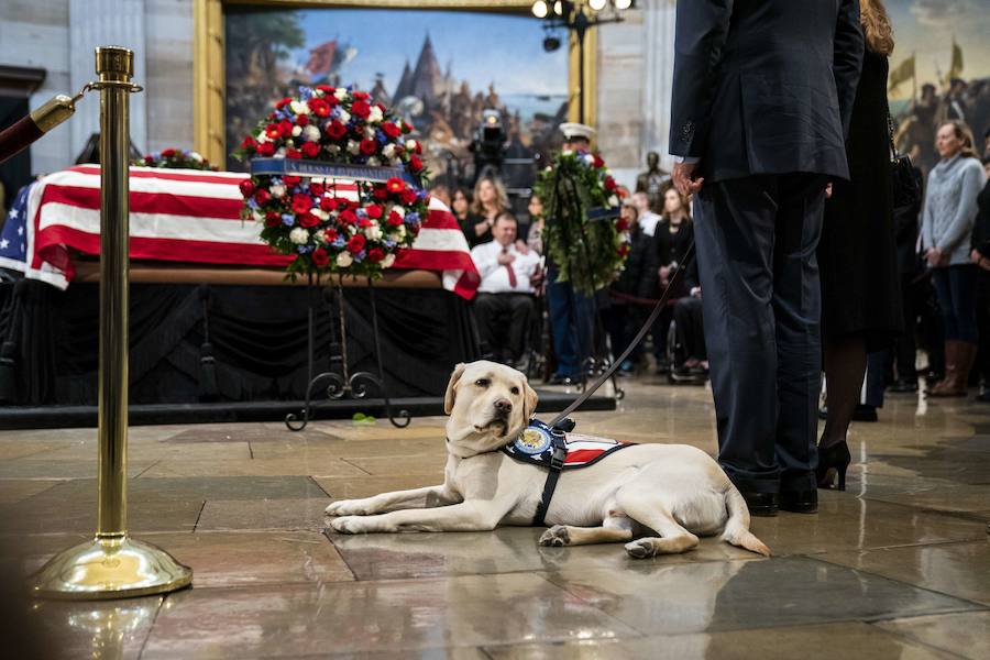 El labrador se hizo famoso esta semana por una imagen en la que aparecía recostado al lado del féretro de su amo, al que ayudó durante su enfermedad. El noble animal también asistió al entierro, donde robó las miradas de todos los asistentes.