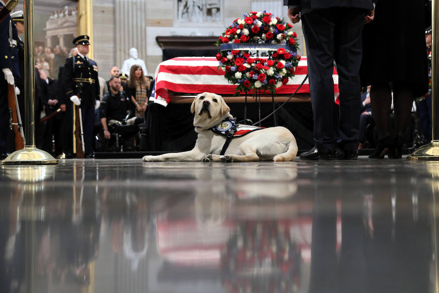 El labrador se hizo famoso esta semana por una imagen en la que aparecía recostado al lado del féretro de su amo, al que ayudó durante su enfermedad. El noble animal también asistió al entierro, donde robó las miradas de todos los asistentes.