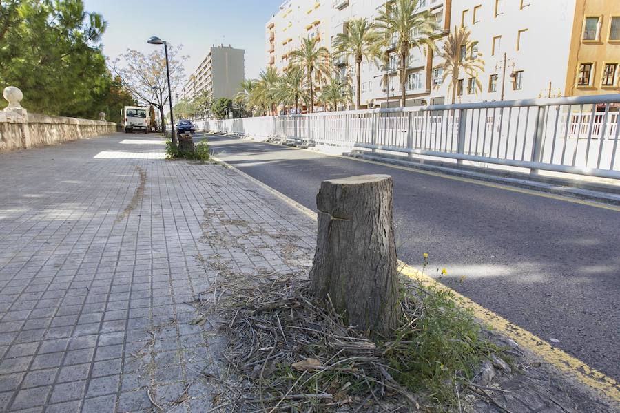 La eliminación del arbolado se produce en una zona afectada por las obras de un carril ciclista, entre el puente de las Artes y el de San José