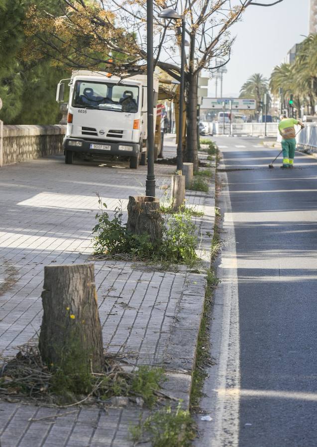 La eliminación del arbolado se produce en una zona afectada por las obras de un carril ciclista, entre el puente de las Artes y el de San José