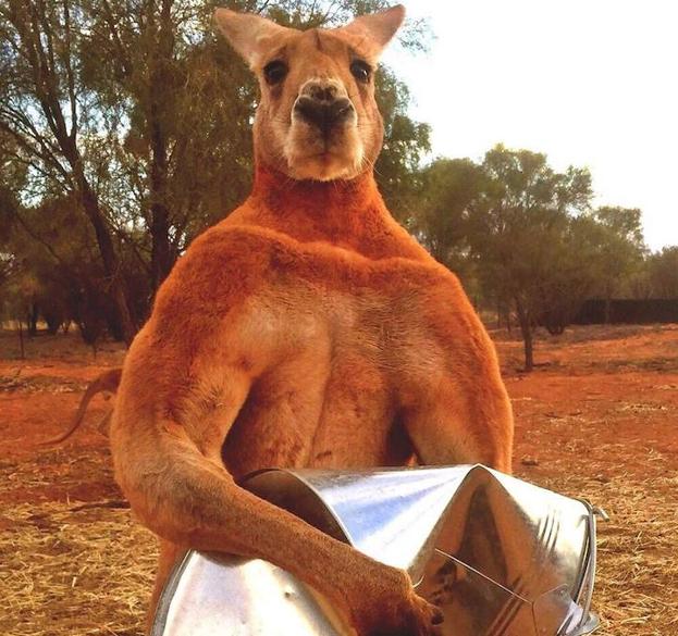 Australia | muere Roger, el canguro 'culturista'