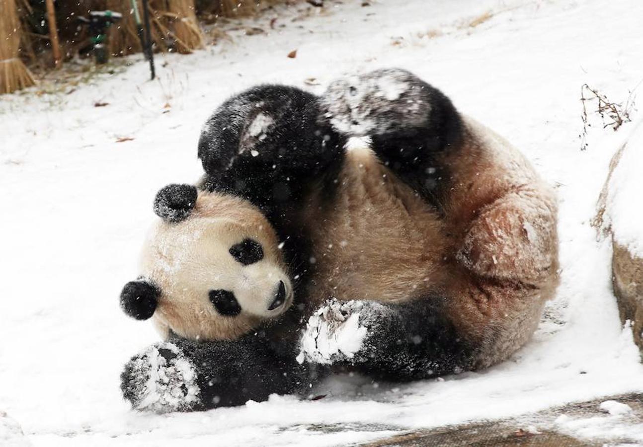 Una osa panda juega con la nieve en el zoo Everland Yongin, en Corea del Sur.