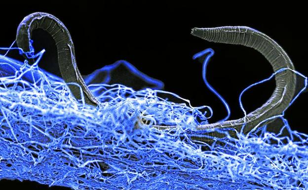 Ejemplar de gusano nematodo (eucariota) identificado en una biopelícula de microorganismos que vive a 1,4 kms bajo la superficie. 