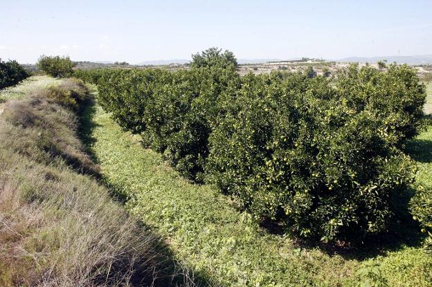 El terraplén de la izquierda separa dos bancales y lo han catalogado 'elemento del paisaje'. 