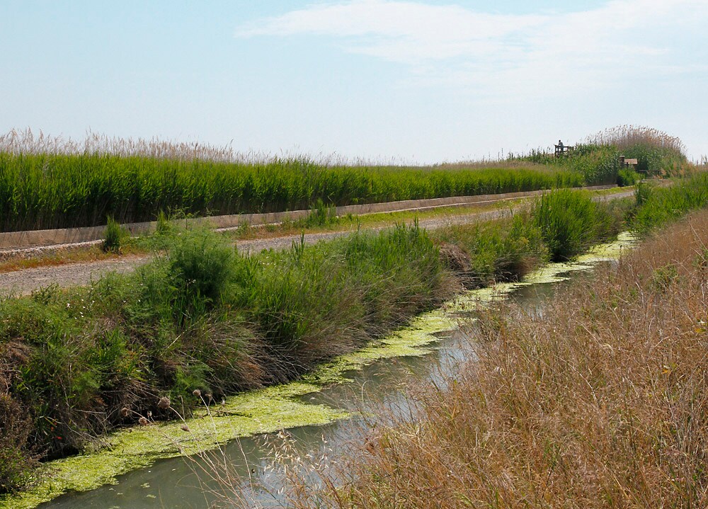 Este recorrido por la marjal, de unos seis kilómetros, empieza en la misma playa y atraviesa los caminos entre la naturaleza autóctona valenciana hasta llegar al corazón de la comarca. 