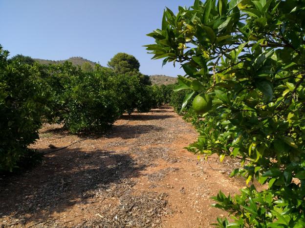 Decenas de naranjos situados en una parcela agrícola del término municipal de Pego. 