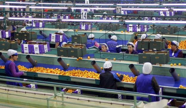 Almacén de naranjas valencianas en plena campaña. 