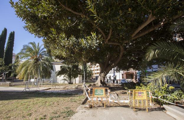 Un ficus monumental en la calle Hospital. 