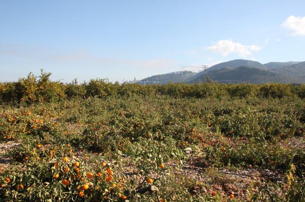 Imagen de un campo de naranjas de Pego en el que se talan los árboles sin recoger la fruta. 