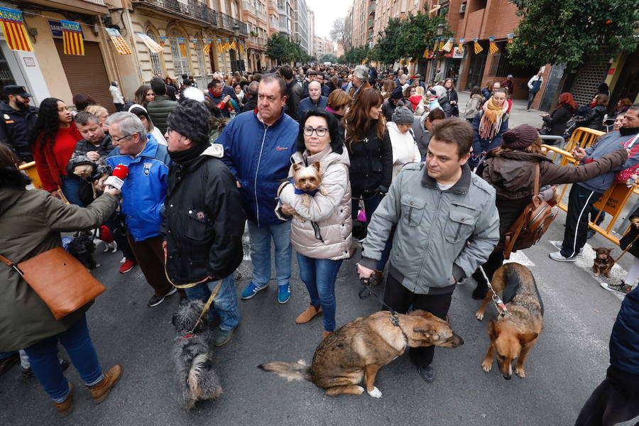 La calle Sagunto acoge un año más el tradicional acto que reúne a decenas especies de animales