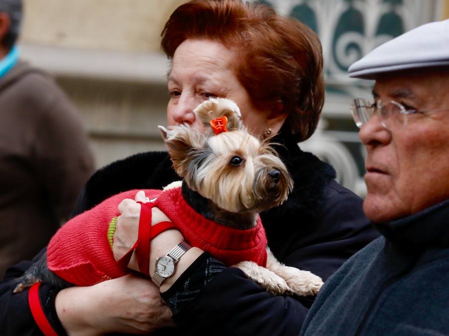 La calle Sagunto acoge un año más el tradicional acto que reúne a decenas especies de animales